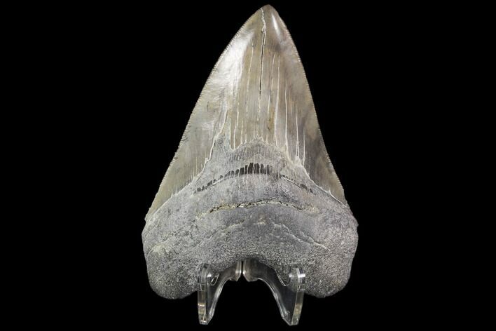 Serrated, Fossil Megalodon Tooth - Georgia #101552
